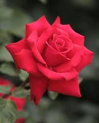 Pin By Alla On Rose Gul In 2020 Beautiful Rose Flowers Beautiful Roses Beautiful Red Roses