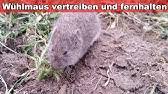 Zu einem der für die landwirtschaft bedeutendsten schädlinge zählt in deutschland zweifelsohne die feldmaus (microtus arvalis). Feldmaus Bekampfen Youtube