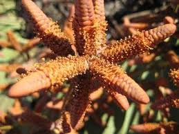 Image result for Welwitschiella