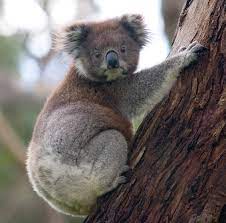 Answers to all these questions and many more interesting facts about koalas are found in this article. Koala Wikipedia