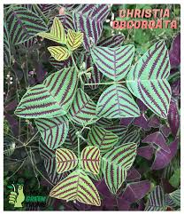 Butterfly Plant In 2020 Butterfly Plants Rare Plants Plants