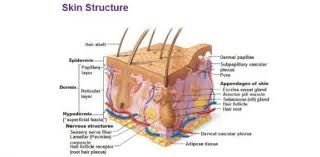 a skin structure quiz proprofs quiz