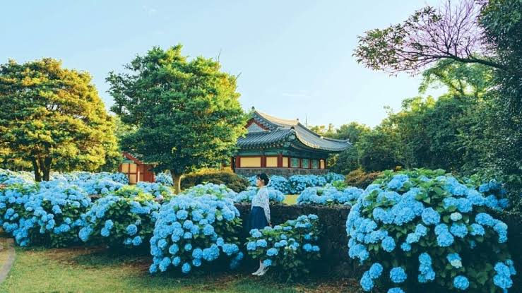 여름의 시작을 알리는 만개한 수국. 출처: 트립젠드