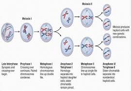 Image Result For Meiosis Meiosis Cell Division Daughter Cells