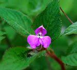 Image result for Impatiens psychadelphoides