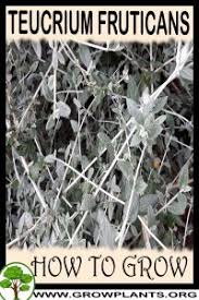 Becoming a contributing member of gardenia is easy and can be done in just a few minutes. Teucrium Fruticans How To Grow Care