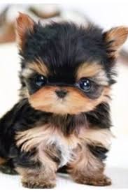 Yorkie Black And Brown Puppy It Is Black And Brown Puppy Animals Cute Little Animals Baby Animals