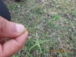 Image result for Kohautia