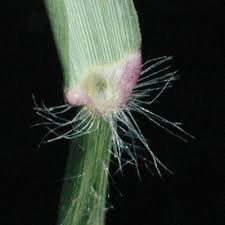 Image result for Eragrostis porosa