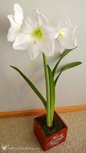 Amaryllis Plants Are Popular Holiday Plants And Make Excellent Gifts Keeping These Gorgeous Plants Growing And B Plant Cuttings Amaryllis Flowers Jade Plants