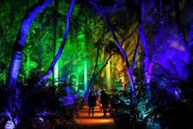 Pin On Night Lights Descanso Gardens