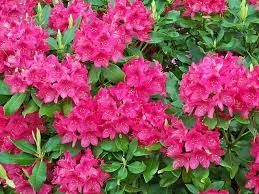 West Virginia S State Flower Rhododendrons Best Seen Large West Virginia State Flower West Virginia West Virginia Girl