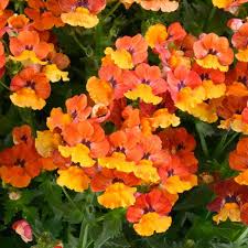 Image result for Nesaea heptamera