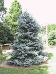 Stunning blue needles, slow growth rate & classical conical form make this dwarf spruce an ideal plant for the modern landscape. Picea Pungens Bakeri Baker 039 S Colorado Blue Spruce Conifer Trinomial American Conifer Society