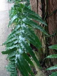 Image result for Lomariopsis