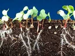 Most radish seeds have such a high germination rate that most will sprout. Time Lapse Radish Seeds Sprouting Top And Roots Growing Youtube