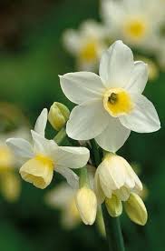 There Are So Many Different Types Of Flowers From Around The World This List Offers Some Of The Most Popular That Hav Fleurs Printemps Belles Fleurs Jonquille