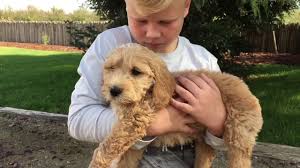 We got a goldendoodle puppy in this video and are on cloud 9! Goldendoodle First Day Home Youtube