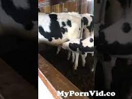 Cow sucks dick â¤ï¸ Best adult photos at gayporn.id