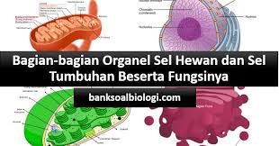 Vakuola merupakan salah satu dari beberapa organel yang dapat di temukan tidak hanya pada sel. Lebih Lengkap Dan Detail Inilah Bagian Bagian Organel Sel Hewan Dan Tumbuhan Beserta Fungsinya Bsb