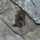 Catalina Bat Night: Lecture and Field Excursion - Catalina Island Conservancy Trailhead, 708 Crescent Ave Event Image