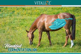 The rumen, reticulum, omasum and abomasum. Hindgut Fermentation 101 Vitalize