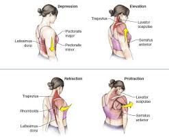 Shoulder Joint Anatomy Movement Muscle Involvement Yoga Anatomy Physical Therapy Massage Therapy