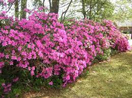 Azalea Vision Of Stair Stepped Border Pink Gumpo Azaleas Lavender And Salvia Stella D Oro Daylillies Mixed With Blu Azalea Bush Part Shade Plants Azaleas