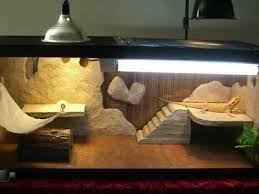 Reptile Care Pictures Of Bearded Dragon Cages Bearded Dragon Terrarium Diy Bearded Dragon Habitat Baby Bearded Dragon