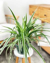 Image result for Chlorophytum ruahense