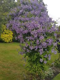 Maybe you would like to learn more about one of these? Clematis Prince Charles Landscaping4cambridge