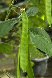 Image result for Canavalia ensiformis