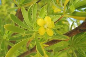 Image result for Suriana maritima