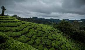 Is parking available at cameron highlands resort? Cameron Highlands Climate Weather Insights Comprehensive Guide To Cameron Highlands