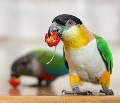 さくらんぼ | ウロコインコ フォトブログ『ウロの日記』