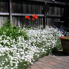 Image result for Cerastium tomentosum