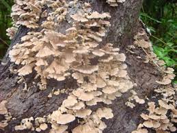 7 bagai cendawan tumbuh selepas. Pernah Tak Dengar Bagai Cendawan Tumbuh Selepas Hujan Myrokan