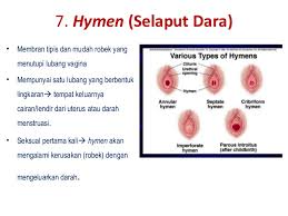 Tapi masturbasi tak boleh sembarangan, bagaimana caranya? Sistem Reproduksi Wanita