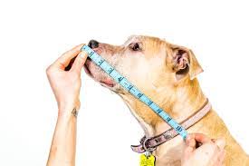 Maybe you would like to learn more about one of these? The Comfy Cone All Four Paws