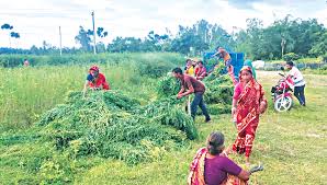 Indigo farming moving towards promising ...