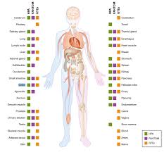 Protein atlas for normal tissues—the publicly available fig. Gene Quantification Mrna Analysis Methods Mrna Quantification