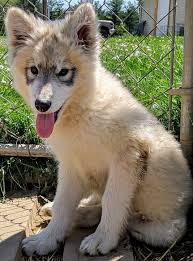 Pin By Krystal Lily Davis On Hi D Miner Had A Farm In 2020 Wolf Dog Puppy Wolf Hybrid Dogs Wolf Dog