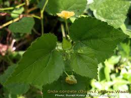 Image result for Sida veronicifolia