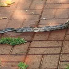 Do not go near the snake, or try to catch or kill it. What You Should Know About Rat Snakes In Louisiana Owlcation
