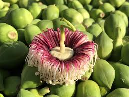 Image result for Sonneratiaceae