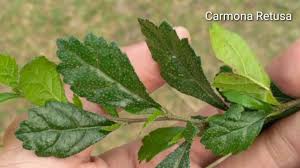 Cara Menperbanyak Tanaman Bonsai Hokianti Dengan Cara Sunkup By Sarjana Jordan Aretha