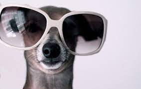 Check spelling or type a new query. Beige Is The New Black Grey Hound Dog Italian Greyhound Weird Creatures