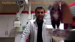 Erkek Ve Disi Kedilerde Kizginlik Donemi Belirtileri Nedir Kac Gun Surer Ilaci Kediler Neden Kokar Youtube