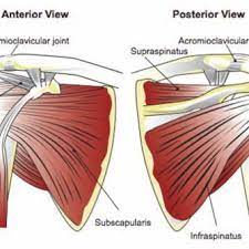 Ligaments connect one bone to another, while tendons connect muscle to bone. Anatomy Of The Rtc Tendons Right Shoulder Download Scientific Diagram