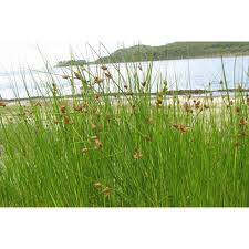 Image result for Bolboschoenus